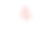 淡粉色牡丹品种“禧”孤立在白色背景上素材图片