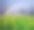 蒲公英田和枯树下阴天与彩虹素材图片