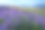 羽扇草甸-太浩湖，加利福尼亚素材图片