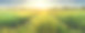 日落时麦田的乡村景观素材图片