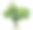 孤立的桑树在一个白色的背景素材图片