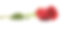 白色背景上的红玫瑰素材图片