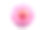 粉红色菊花花孤立在白色背景。素材图片