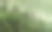 维多利亚，希雷斯维尔，黑刺路的蕨类植物素材图片