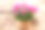 意大利:美丽的粉红色天竺葵在石墙上的赤陶罐素材图片