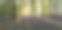 英国山毛榉林里的风铃草和阳光素材图片