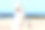 白狗萨摩耶和岩石在海滩上禅坐。素材图片