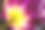 紫色郁金香与黄色核心特写微距。花瓣的紫色和黄色的郁金香核心特写在阳光宏观纹理。软的观点。素材图片
