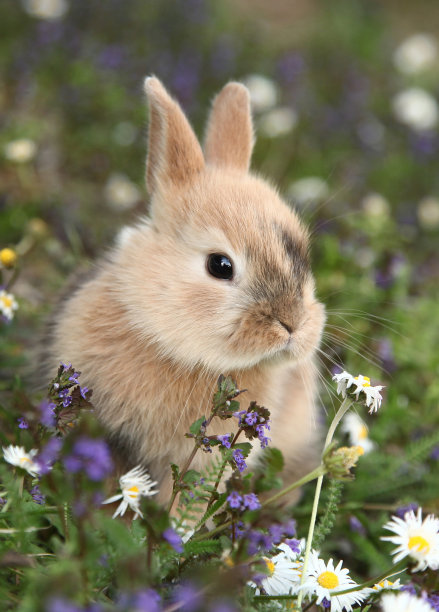 小兔图片可爱真实图片