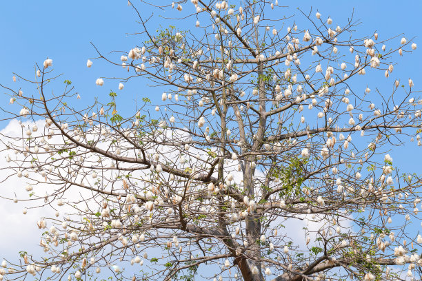 白色攀枝花树图片