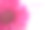 国际妇女节粉红非洲菊素材图片