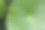 近距离观察一种叫“积雪草”(Centella asiatica, Hydrocotyle umbellata L or Water Pennywort)的植物的绿叶素材图片