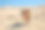 哈萨克斯坦沙漠中奔跑的驯养棕色双峰驼素材图片