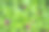 亚洲积雪草的中草药叶，称为可拉草素材图片