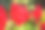 夏日花园里的红色天竺葵。以绿色为背景的自然素材图片