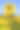 向日葵迎着蓝天绽放，花儿在乌克兰黄灿灿素材图片