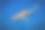博拉沃拉岛附近的蓝色水域中孤立的鲨鱼素材图片