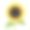 现实详细的向日葵花。向量素材图片