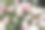 绣球花Limelight Paniculata灌木在夏季花园素材图片