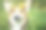一只威尔士柯基犬在夏日的森林里散步。戴着花环的狗。素材图片