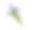 一束孤立在一株白色植物上的薰衣草花素材图片