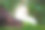 野生森林里的哈士奇小狗素材图片