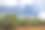 美国加利福尼亚州萨利纳斯山谷的杏仁园素材图片