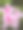 聚焦堆叠图像的粉红色杜鹃花与黑暗的背景素材图片