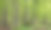 碧绿的春天比亚沃维扎森林素材图片