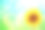 向日葵在模糊的阳光背景素材图片