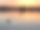 两只疣鼻的天鹅在湖上游泳，背景是美丽的日落素材图片