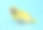 美洲小鹦鹉，黄色，蓝色背景素材图片