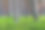 绿色蕨叶特写。黑暗的森林场景。背景是松树。芬兰素材图片