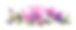 水彩手绘粉红色和紫色的花菊花或百合与绿叶孤立在白色的背景。艺术创作水平对象贴纸，卡片，墙纸，纺织品，包装素材图片