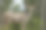 森林边缘的雌捻羚素材图片