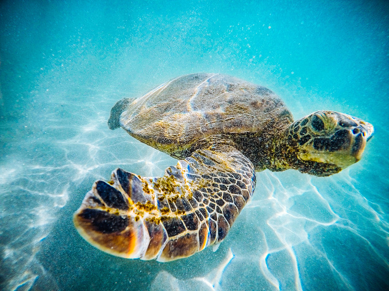 夏威夷海龟图片下载