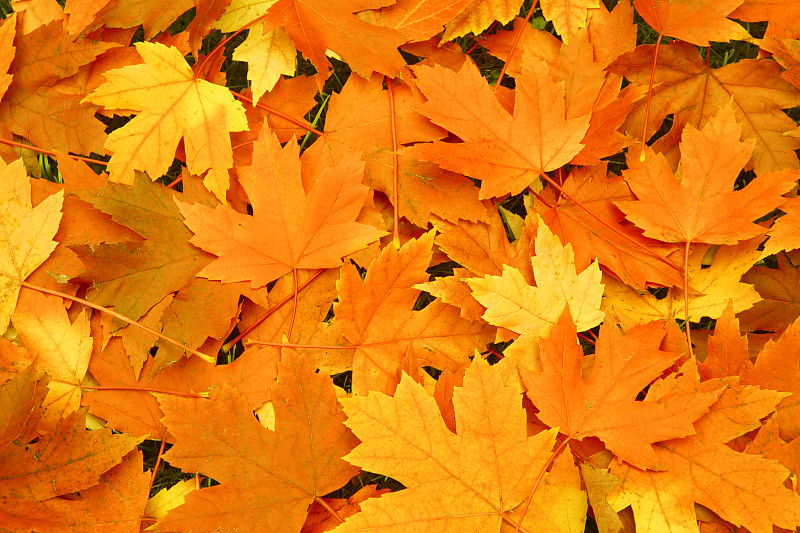 橙色秋叶背景图片素材