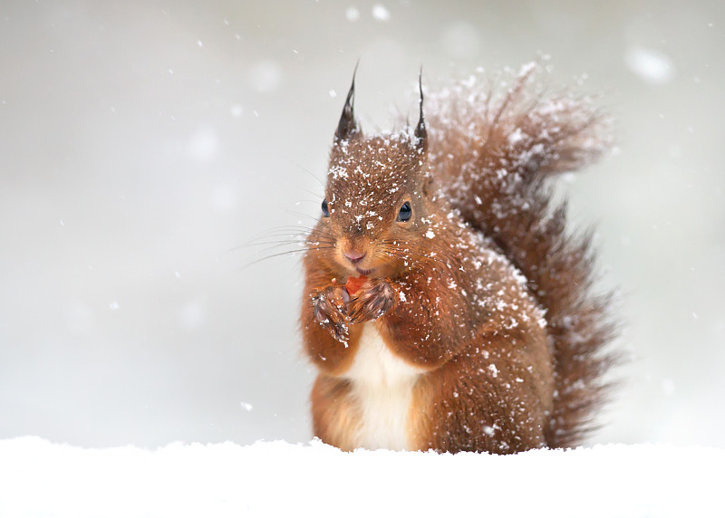 冬天的红松鼠图片下载