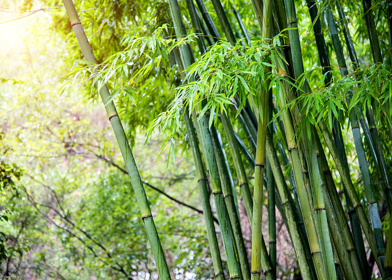 绿色的竹子树图片下载