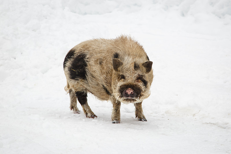 斑点猪在雪中行走图片下载